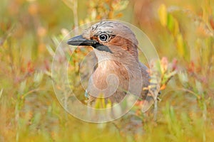 Portrait of nice bird Eurasian Jay, Garrulus glandarius, with orange fall down leaves and morning sun during orange autumn. Orange