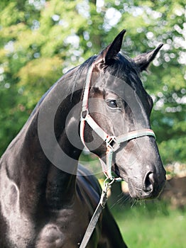 Portrait of nice black horse