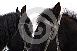 Portrait of nice black pony. two horse heads, black, bridle on the head.