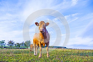 Portrait of nice brown cow