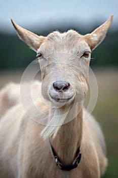 Portrait of nice brown goat with big bulging cheeks