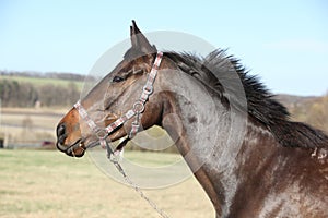 Portrait of nice brown horse with halter