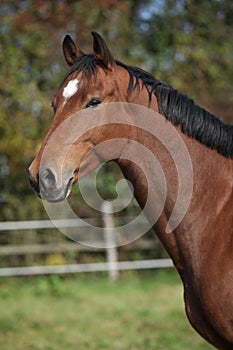 Portrait of nice brown warmblood