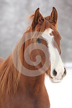 Portrait of nice chestnut horse in winter