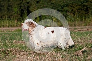 Portrait of nice clumber spaniel