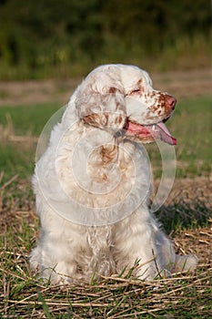 Portrait of nice clumber spaniel