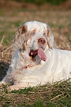 Portrait of nice clumber spaniel