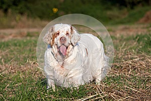 Portrait of nice clumber spaniel photo