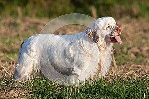 Portrait of nice clumber spaniel