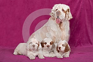 Portrait of nice clumber spaniels