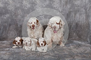 Portrait of nice clumber spaniels