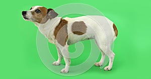 Dog Jack Russell Terrier is afraid of standing and trembling photo