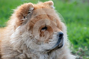 The portrait of a nice dog breed chow chow