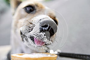 Retrato el perro comer crema sobre el cono gofres. cura mascotas. el perro alrededor la ciudad sobre el caliente soleado 