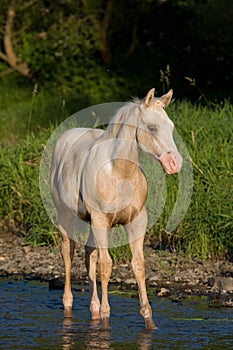 Portrait of nice foal