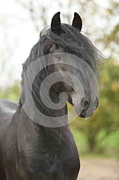 Portrait of nice friesian stallion looking at you