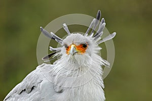 Portrait of nice grey bird of prey Secretary Bird Sagittarius serpentarius, with orange face