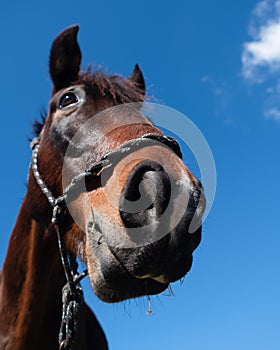 Portrait of a nice horse, with a blue sky background and few clouds.