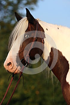 Portrait of nice horse - irish cob