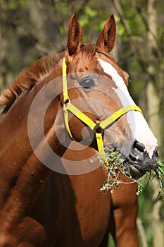 Portrait of nice horse with yellow halter