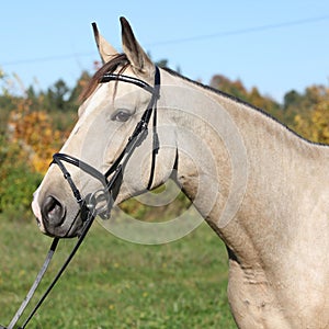 Portrait of nice Kinsky horse with bridle