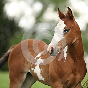 Portrait of nice Paint horse filly with blue eye