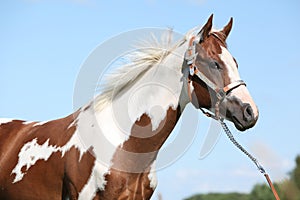 Portrait of nice paint horse in summer