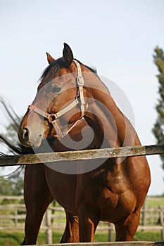 Portrait of nice purebred bay horse at corral door summertime Portrait of nice purebred bay horse at corral door