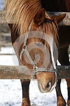 Ritratto di razza un cavallo recinto per il bestiame 