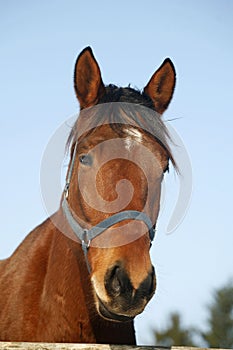 Portrait of a nice purebred horse winter corral rural scene