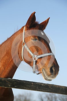 Portrait of a nice purebred horse winter corral rural scene