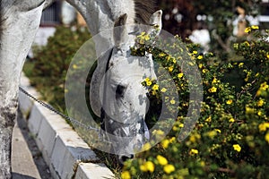 Portrait of nice race horse around flower outdoor sunny day