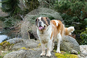 Portrait of a nice St. Bernard dog