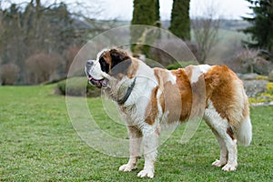 Portrait of a nice St. Bernard dog