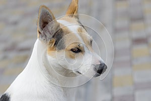 Portrait of nice stray cross-breed white dog