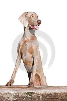 Portrait of nice weimaraner dog