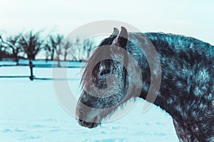 Portrait of nice white and black horse from side on snow winter landscape