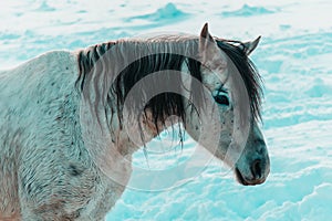 Portrait of nice white horse from side on snow background