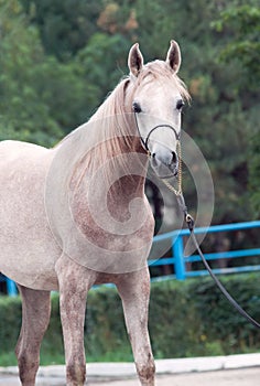 Portrait of nice young arabian mare