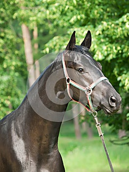 Portrait of nice young black horse