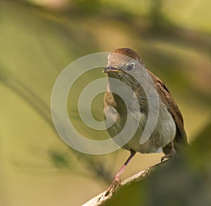 Portrait of a Nightingale