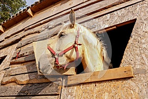 portrait of a nightingale horse looking out of a stall window.