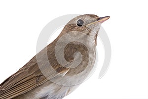 Portrait nightingale isolated on white