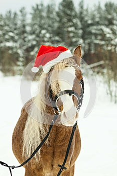 Portrait Nightingale Welsh pony in a Christmas red cap in the snow in the woods