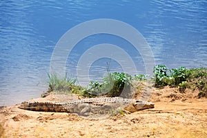 Portrait of Nile crocodile basking in the sunshine
