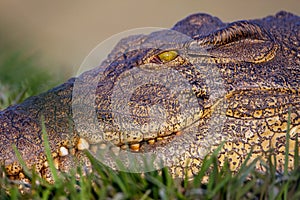 Portrait of a Nile Crocodile Crocodylus niloticus,