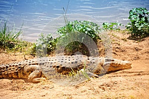 Portrait of Nile crocodile laying on the sand
