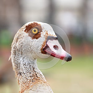 Portrait of the nile goose in profile