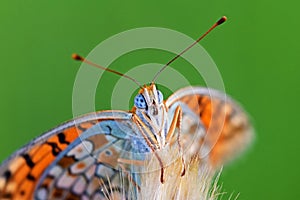 The portrait of Niobe fritillary butterfly , Argynnis niobe , butterflies of Iran photo