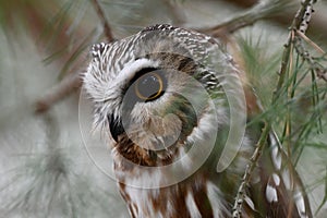 Portrait of a non-captive Saw-whet Owl perched in a pine tree